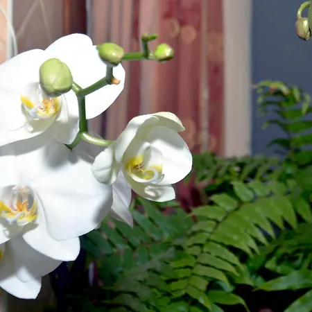 Casa The Garden Palmas Affittacamere 3*